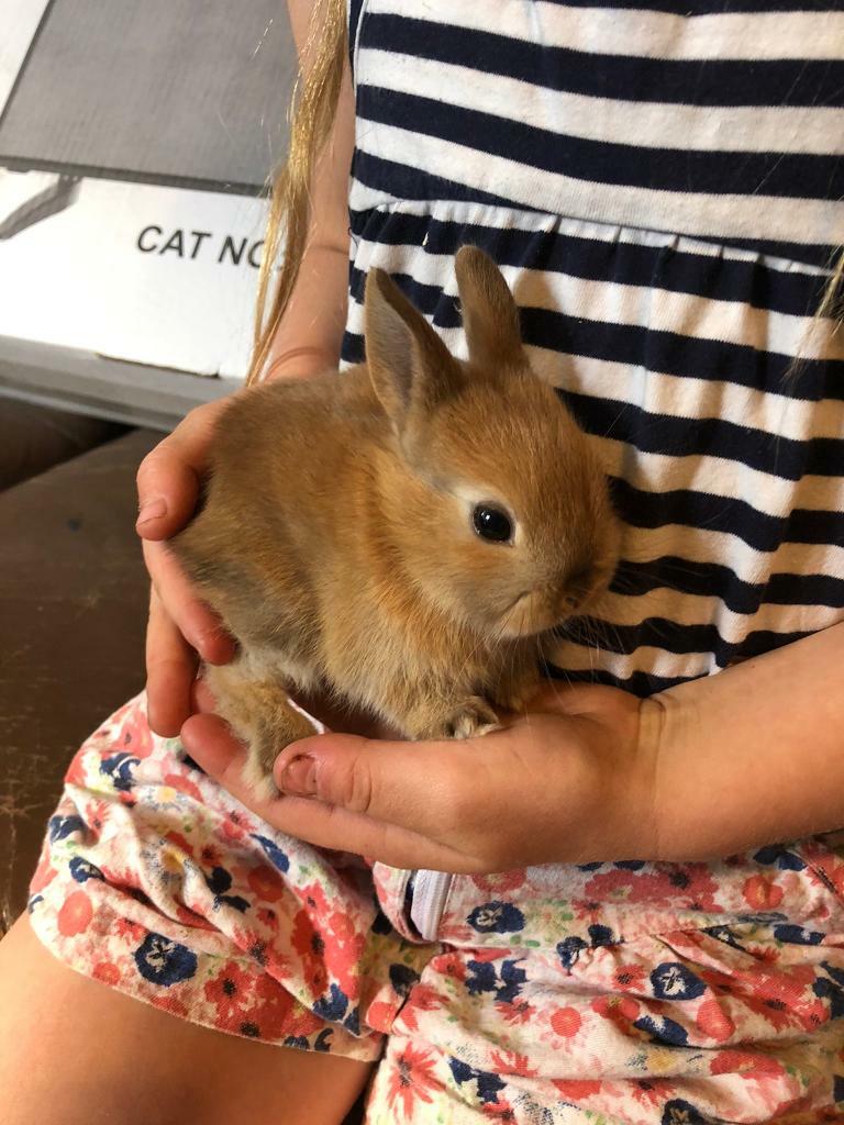 gumtree netherland dwarf
